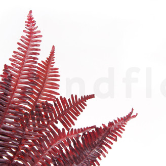 Fougère Double Stabilisée - Rouge