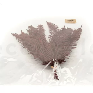 Preserved Double Fern Red