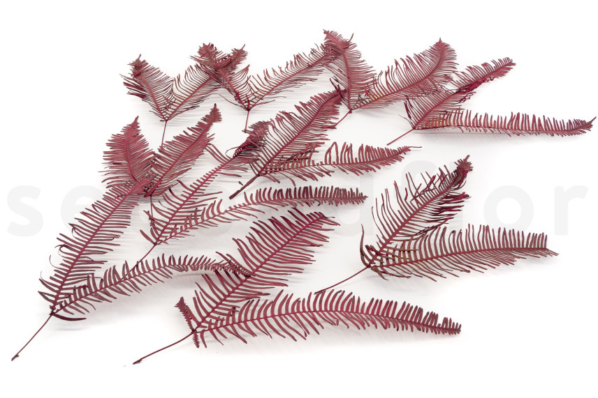 Double Fern Stabilized - Red