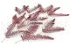 Felce Doppia stabilizzata Rosso 4
