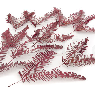 Felce Doppia Stabilizzata - Rosso