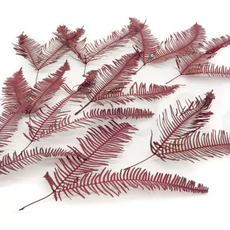 Preserved Double Fern Red