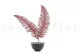 Felce Doppia stabilizzata Rosso 5