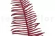 Felce Doppia stabilizzata Rosso 6