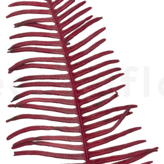 Felce Doppia Stabilizzata - Rosso