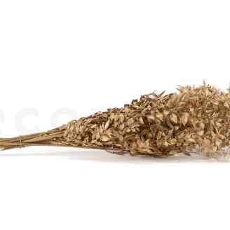 Ruscus Preserved - Gold