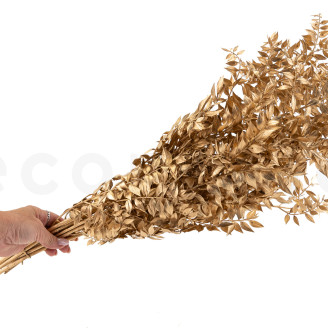 Ruscus Stabilis&eacute; - Dor&eacute;