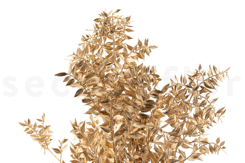 Ruscus Preserved - Gold