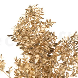 Preserved Ruscus Gold