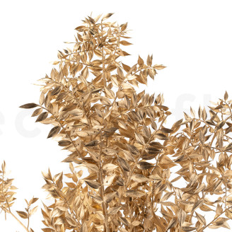 Ruscus Preserved - Gold