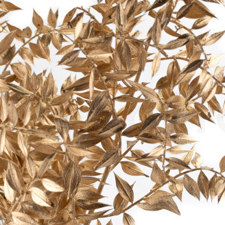 Ruscus Preserved - Gold