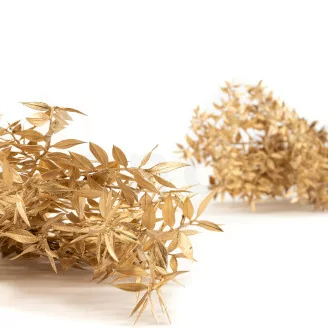Preserved Ruscus Gold
