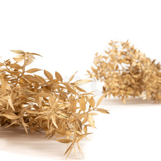 Ruscus Preserved - Gold