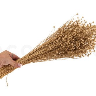 Lino essiccato - Mazzo - Dorato