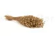 Dried Flax Gold 9