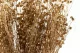 Getrockneter Lein Goldfarben 10