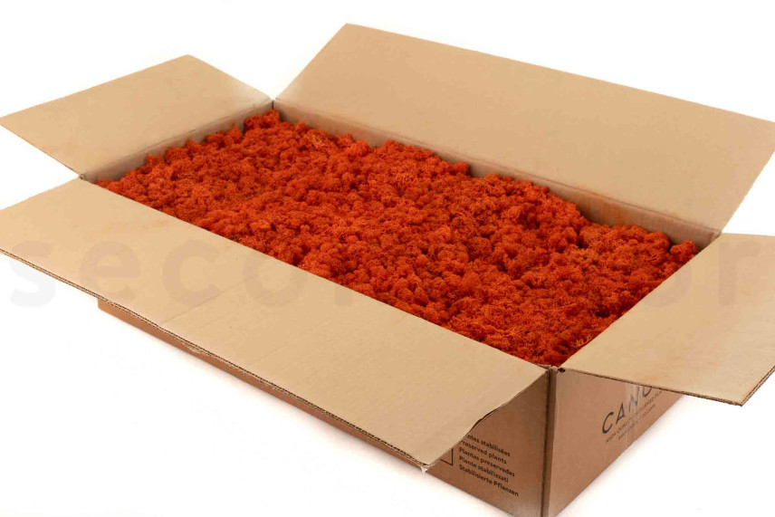 Preserved Reindeer Moss - Bulk Box - Orange