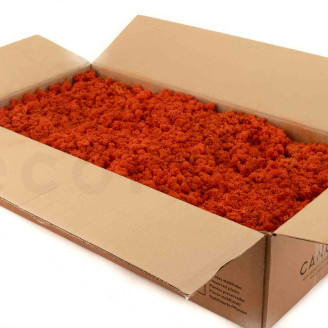Lichen Préservé - Carton vrac - Orange