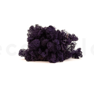 Lichene preservato - Cartone sfuso - Purple
