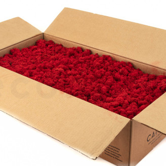 Preserved Reindeer Moss - Bulk Box - Red