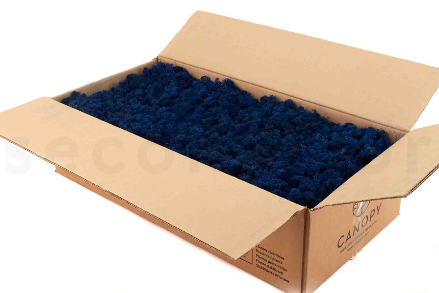 Liquen preservado - Cartón a granel - Royal Blue