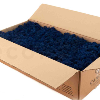 Lichene Stabilizzato - Cartone sfuso - Royal Blue