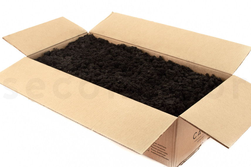 Lichene Stabilizzato - Cartone sfuso - Black