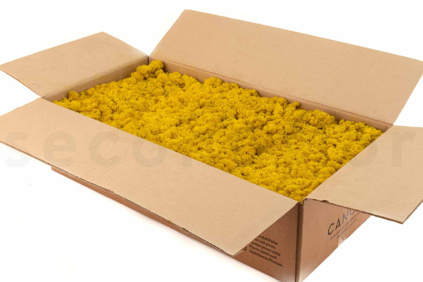 Preserved Reindeer Moss - Bulk Box - Yellow