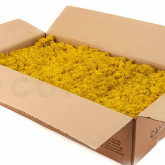 Preserved Reindeer Moss - Bulk Box - Yellow
