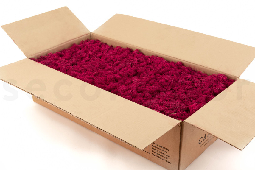 Preserved Reindeer Moss - Bulk Box - Fuchsia
