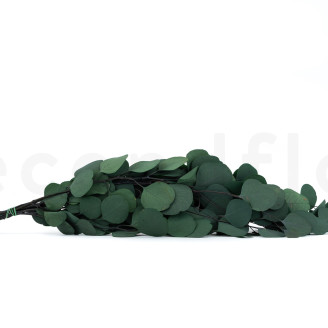 Stabilized Eucalyptus Populus - Green