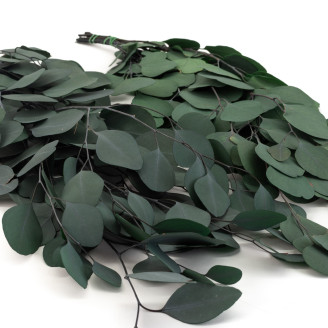 Eucalyptus Populus Stabilisé - Vert