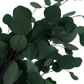 Eucalipto Populus Preservado - Verde