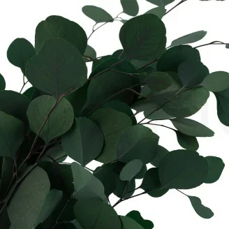 Konservierter Eukalyptus Populus
