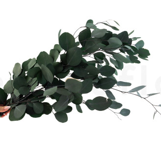 Konservierter Eukalyptus Populus - Gr&uuml;n