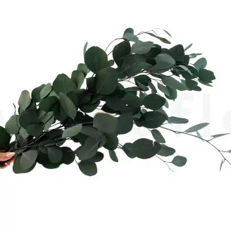 Preserved Populus Eucalyptus