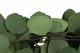 Preserved Populus Eucalyptus 7