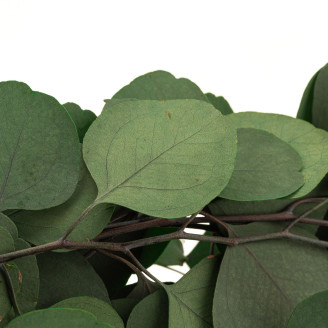 Eucalipto Populus Stabilizzato - Verde