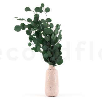 Eucalipto Populus Preservado - Verde