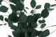 Eucalyptus Populus stabilis&eacute; 9