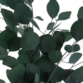 Stabilized Eucalyptus Populus - Green