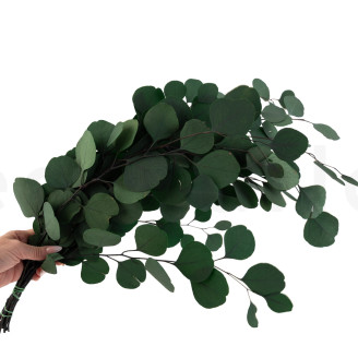 Konservierter Eukalyptus Populus - Gr&uuml;n