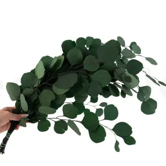 Preserved Populus Eucalyptus