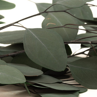 Eucalipto Populus Preservado - Verde