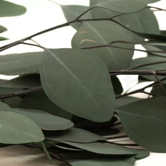 Preserved Populus Eucalyptus