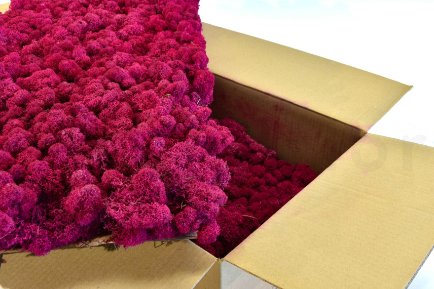 Lichene Preservato - Cartone sfuso - Fuchsia