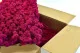 Lichen stabilis&eacute; Fuchsia (Carton) 1
