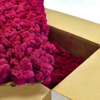 Lichen Préservé - Carton vrac - Fuchsia