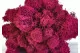 Lichene stabilizzato Fucsia (Cartone Sfuso) 4