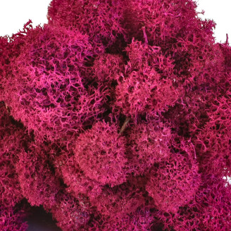 Lichen Stabilis&eacute; - Carton vrac - Fuchsia